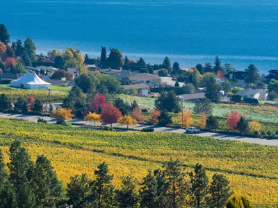 Golden vineyards line a busy road in autumn.